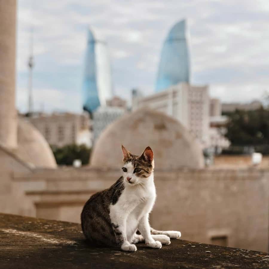 Baku City Tour: Explore the Heart of Azerbaijan - Highland Park and Baku from above