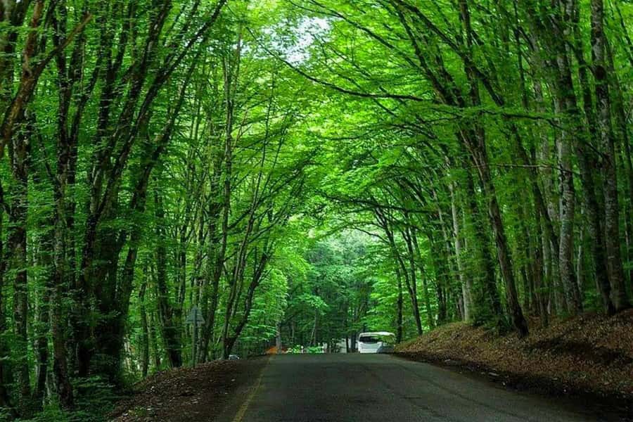 Baku: Guba, and Shahdag Adventure - Gachrash Forest gives you room to breathe