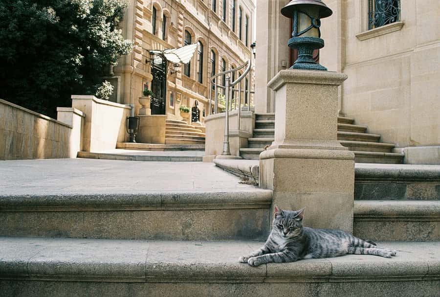 Baku Old City Wonders: A Walking Tour Through Time - Aliaga Vahid, poetry, and a quieter corner