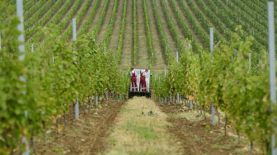 Baku: Organic Winery Tour in Shamakhi with Local Lunch - Leaving Baku for the Shamakhi countryside
