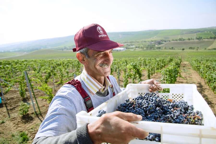 Baku: Organic Winery Tour in Shamakhi with Local Lunch - Who will enjoy this private day trip?