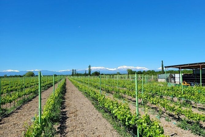 Family-owned Winery Tour with Candy Cane Mountain visit - Why this makes a good Baku day trip
