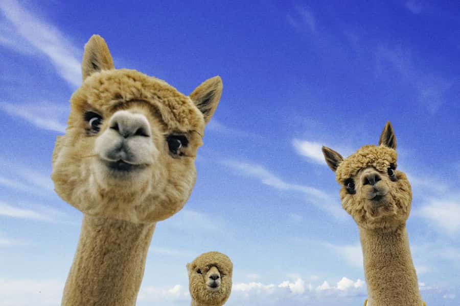 From Baku: Shamakhi City and Alpaca Farm Tour - Why this Baku day trip feels different