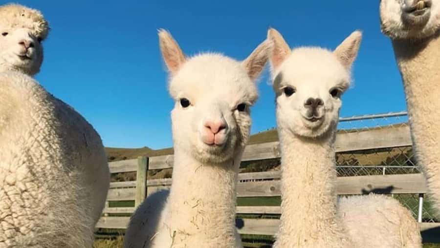 From Baku: Shamakhi City and Alpaca Farm Tour - What the private format adds