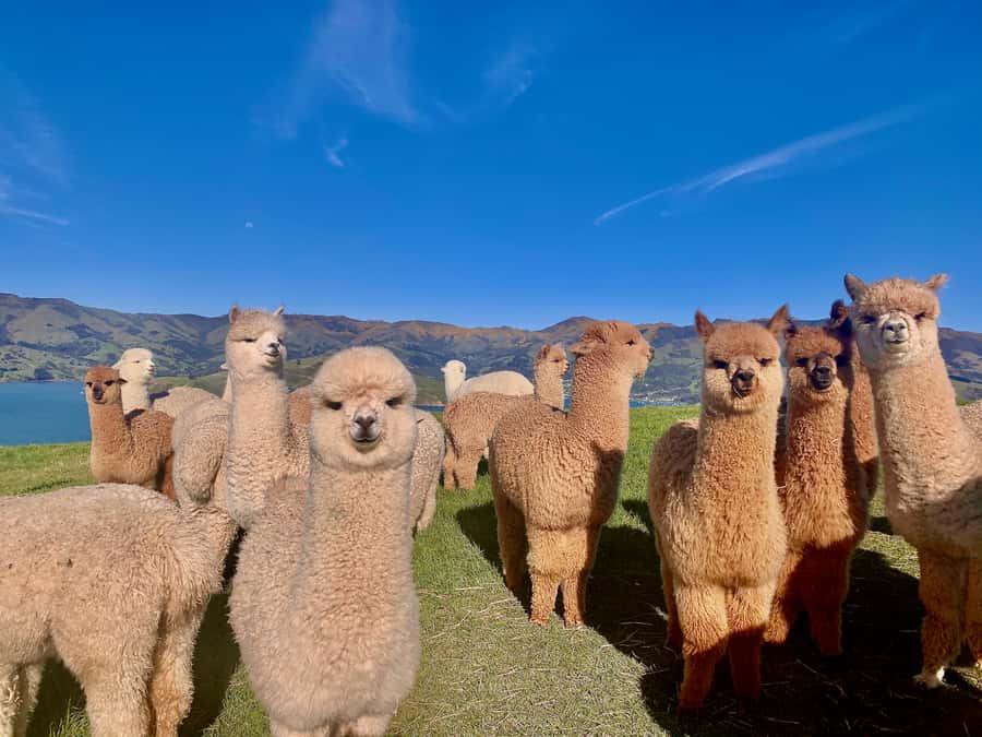 From Baku: Shamakhi City and Alpaca Farm Tour - Timing, clothing, and physical comfort