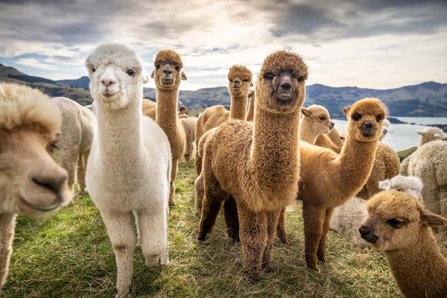 From Baku: Shamakhi City and Alpaca Farm Tour - Leaving Baku with a private guide