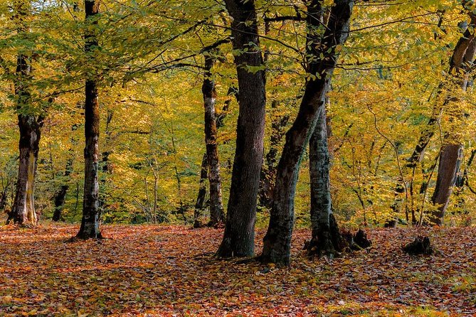 Gabala tour Azerbaijan - One hour in Gebele, then more activities