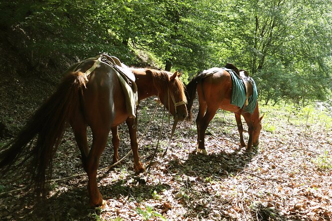 Horseback Riding in Azerbaijan - Three kilometers into dense forest