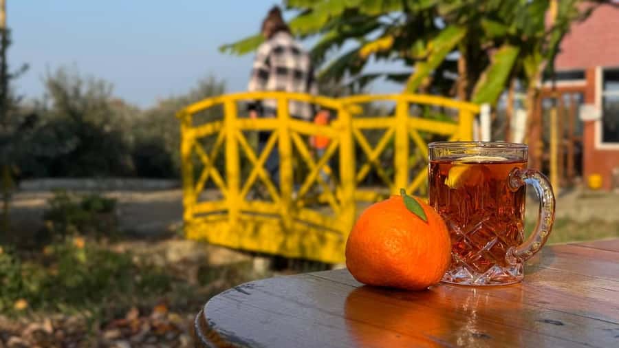 Longevity Secrets of Azerbaijan: Lankaran & Astara tour - Tea country adds calm after the market