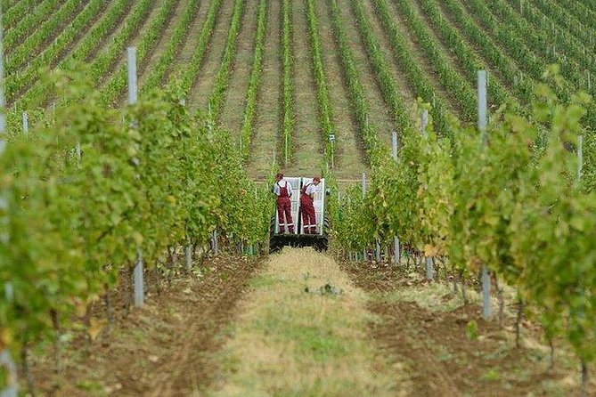 Organic Wine Tour Shamakhi with Local Lunch - Leaving Baku for Shamakhi’s vineyards