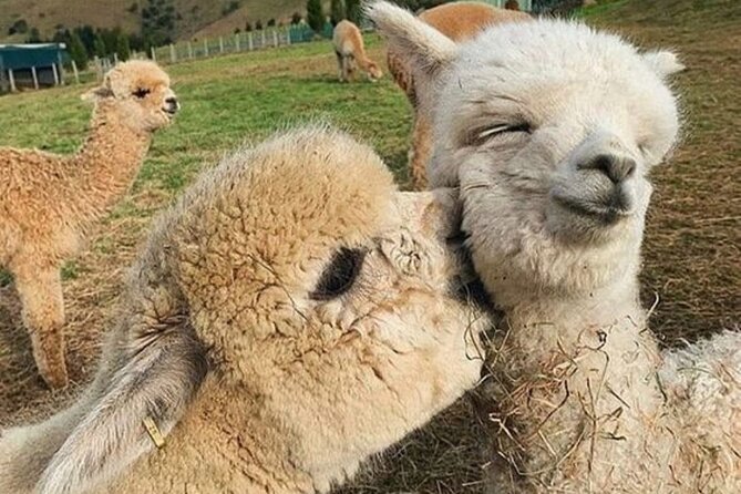 Shamakhi Alpaca Private Tour - Key points to know before you book