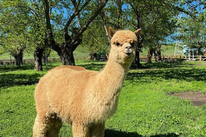 Shamakhi Alpaca Private Tour - A quiet change of pace from Baku