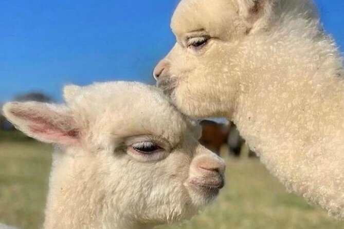 Shamakhi Alpaca Private Tour - The guide and service make a difference