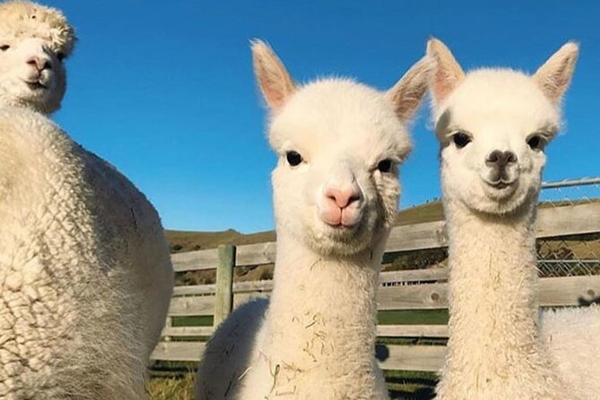 Shamakhi Alpaca Private Tour - Cancellation and booking timing