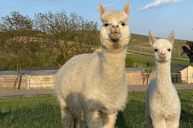 Shamakhi Alpaca Private Tour - The drive to Meysari Village