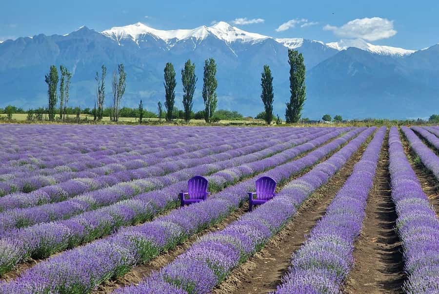 Shamakhi and Gabala Guided Day Tour - Is $67 Good Value?