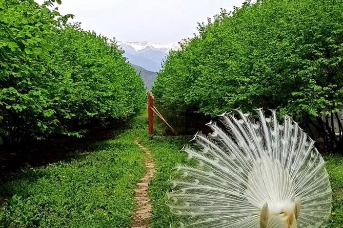 Sheki Adventure Nature Private Tour (Zipline, ATV, Off-road) - The Guide Can Shape the Day