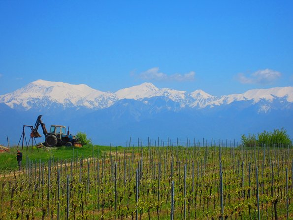 Wine Tour Qabala with Local Lunch - Key points to know before booking
